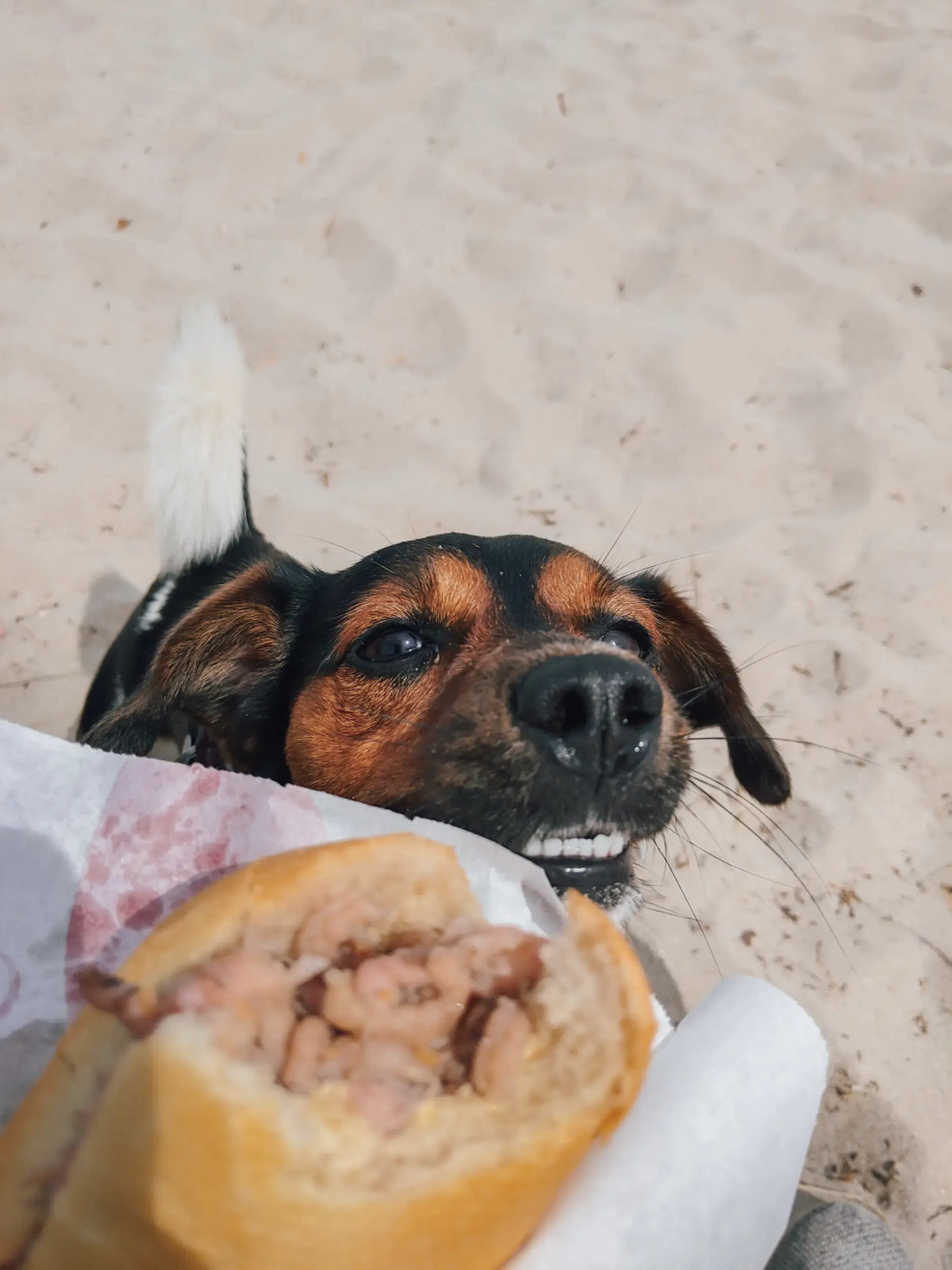 Leckere Reisesnacks für Mensch & Hund