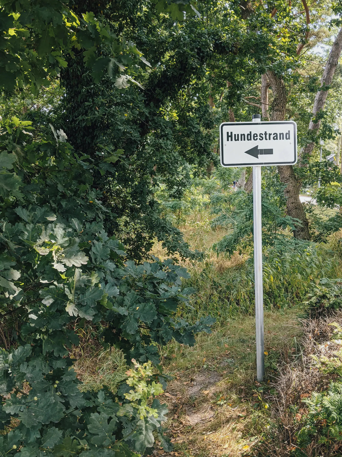 How to einen Hunde-Urlaub vorbereiten
